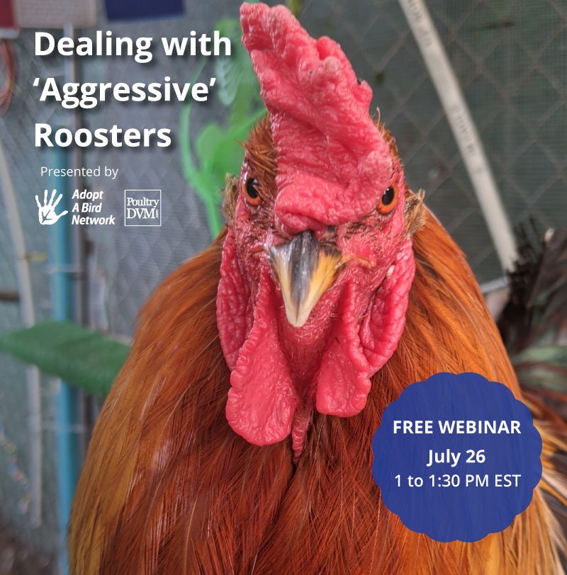 Dealing with 'Aggressive' Roosters image preview