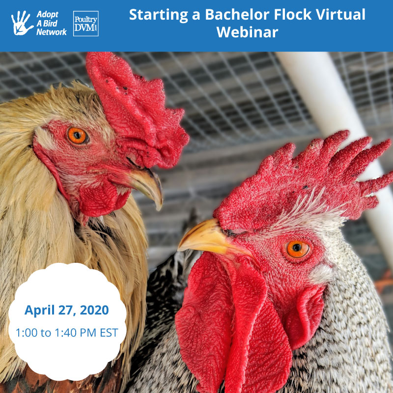 Starting a Bachelor Flock Webinar image preview