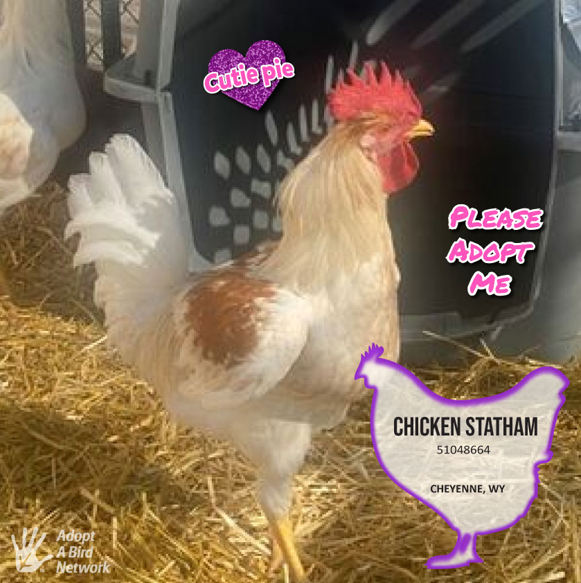 Chicken Statham  photo