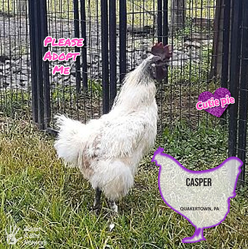 Chickens for Adoption