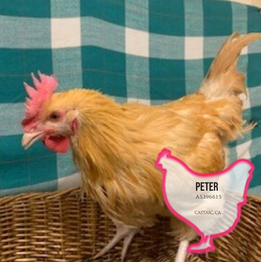 Chickens for Adoption