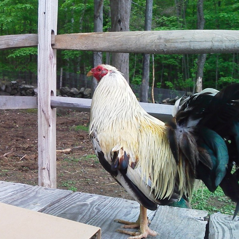 Sharkey the Rooster's Rehabilitation image preview