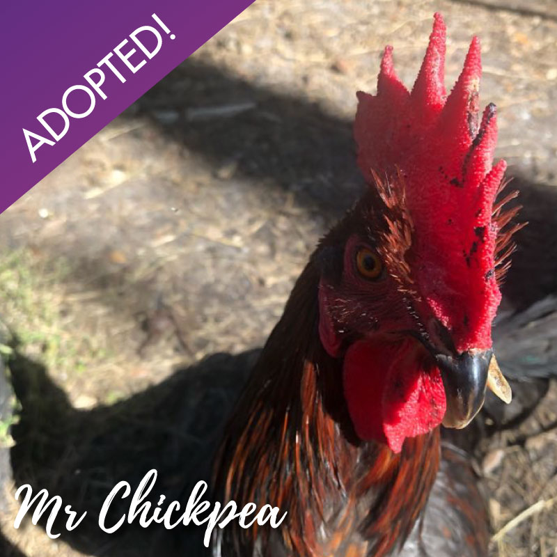 Mr Chickpea