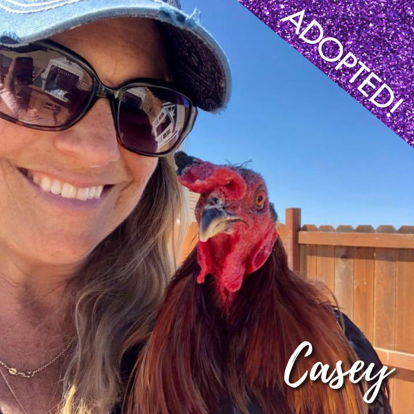 Casey the Rooster