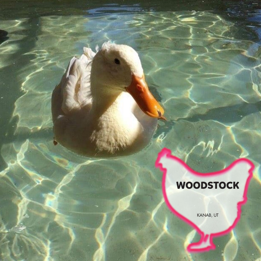 Woodstock the Duck for adoption